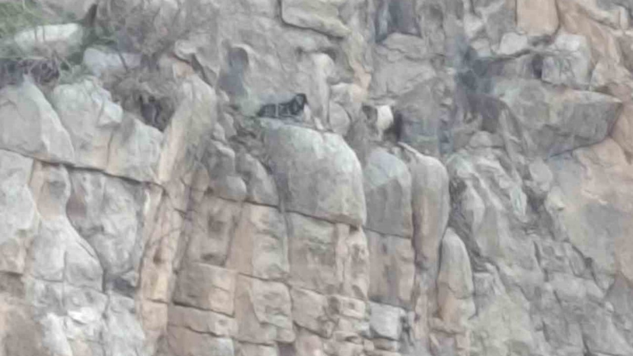 Siirt’te kayalıklarda 4 gündür mahsur kalan 2 keçi kurtarıldı