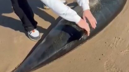 Şile’de ölü yunus kıyıya vurdu