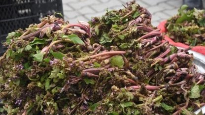 Sinop’ta şifa kaynağı zılbıt pazara indi