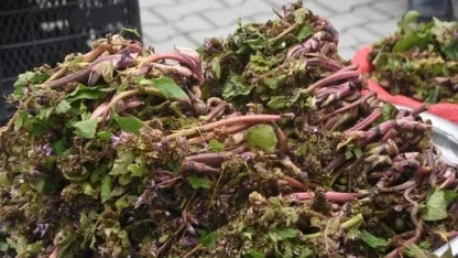 Sinop’ta şifa kaynağı zılbıt pazara indi