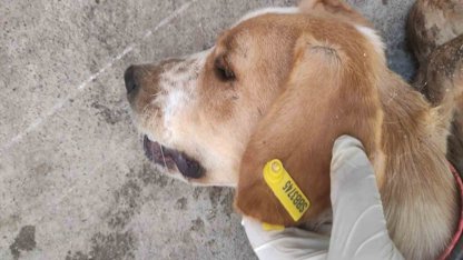 Sokak hayvanlarının kısırlaştırılmasına 7,7 milyon TL ödenek