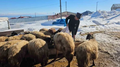 Süphan Dağı’nın eteğinde zorlu hayvancılık mücadelesi