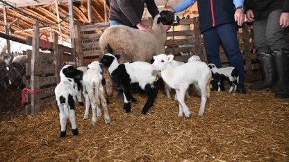 Tarım teşkilatı koyunu 9 doğuran besiciyi ziyaret etti