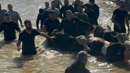 Taşan Gediz Nehri dolayısıyla mahsur kalan 44 kişi ve 127 hayvan kurtarıldı