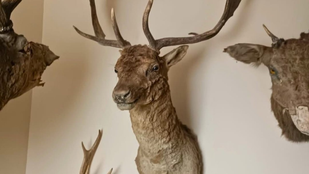 Tekirdağ’da yaban hayvanlarına ait 40 adet tahnit ve trofe ele geçirildi