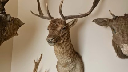 Tekirdağ’da yaban hayvanlarına ait 40 adet tahnit ve trofe ele geçirildi