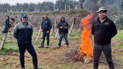 Üzüm bağlarında zorlu budak mesaisi