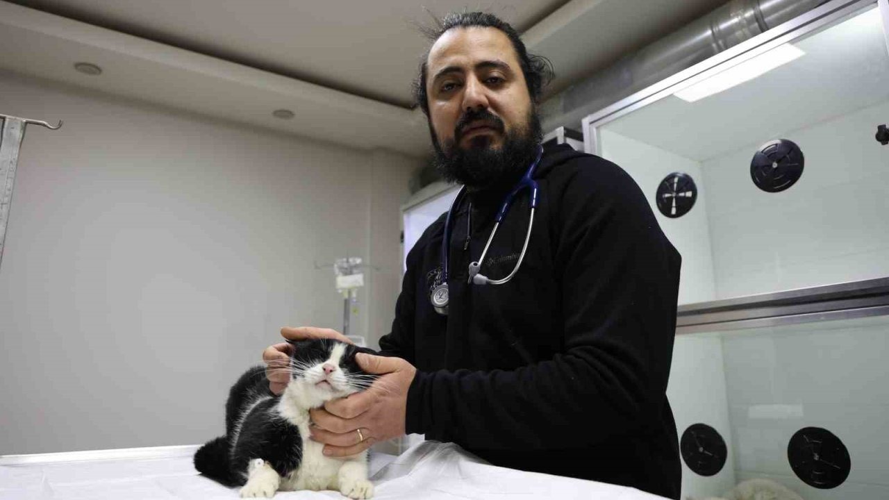 Veterinerler yangında yaralanan 11 kedinin gönüllü tedavisini üstlendi