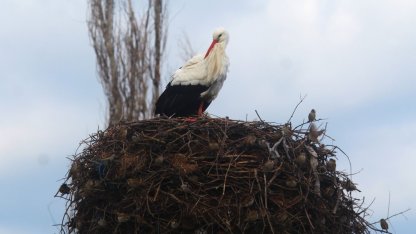 Yılın ilk leylekleri gelmeye başladı, ilk gören 1 çuval unu kaptı