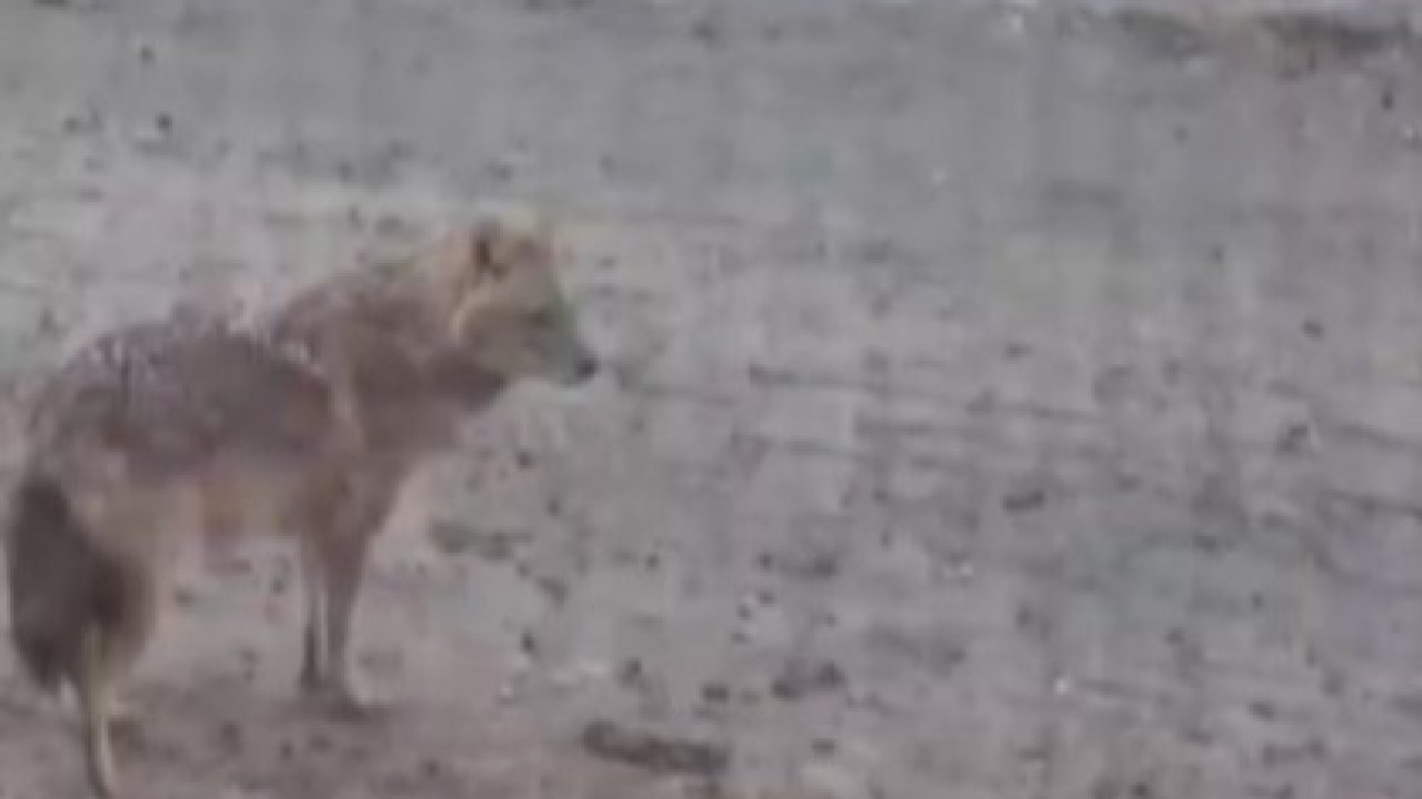 Yiyecek arayan kurt yerleşim yerine indi