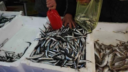 Zonguldak’ta limandan 500 ton hamsi çıktı