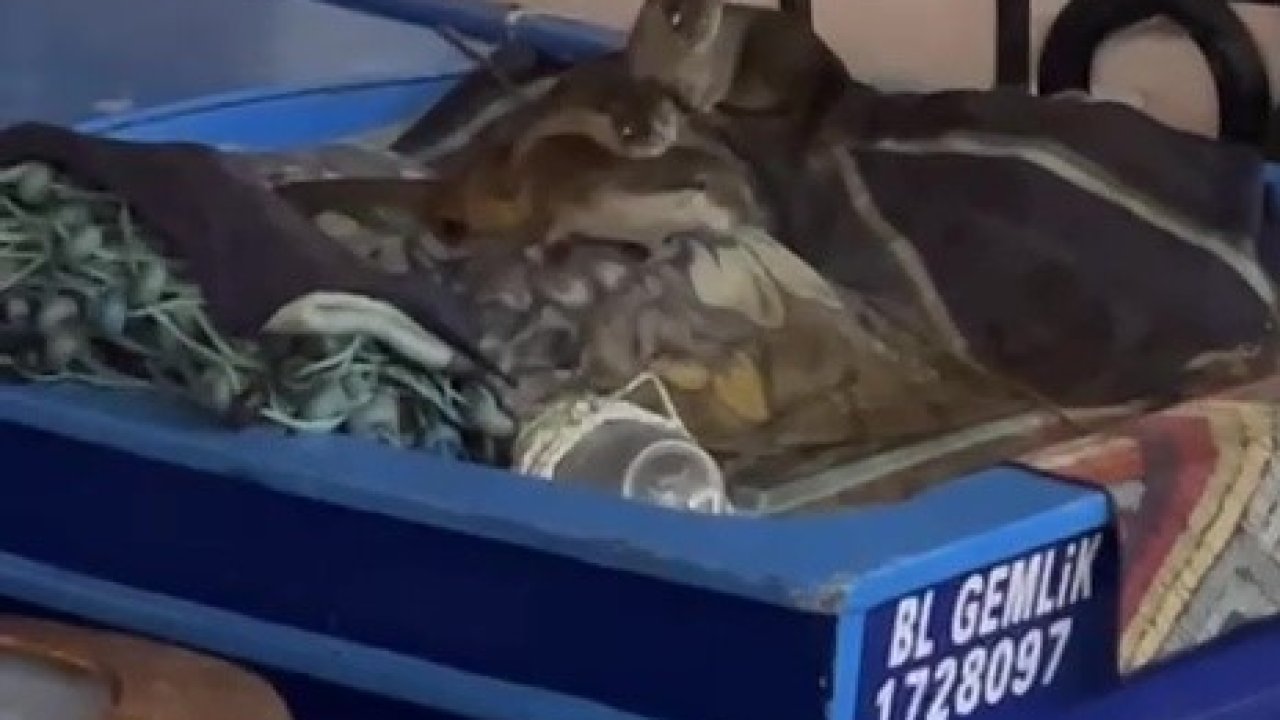 Aç kalan anne su samuru ve yavruları Gemlik’te tekneye sığındı