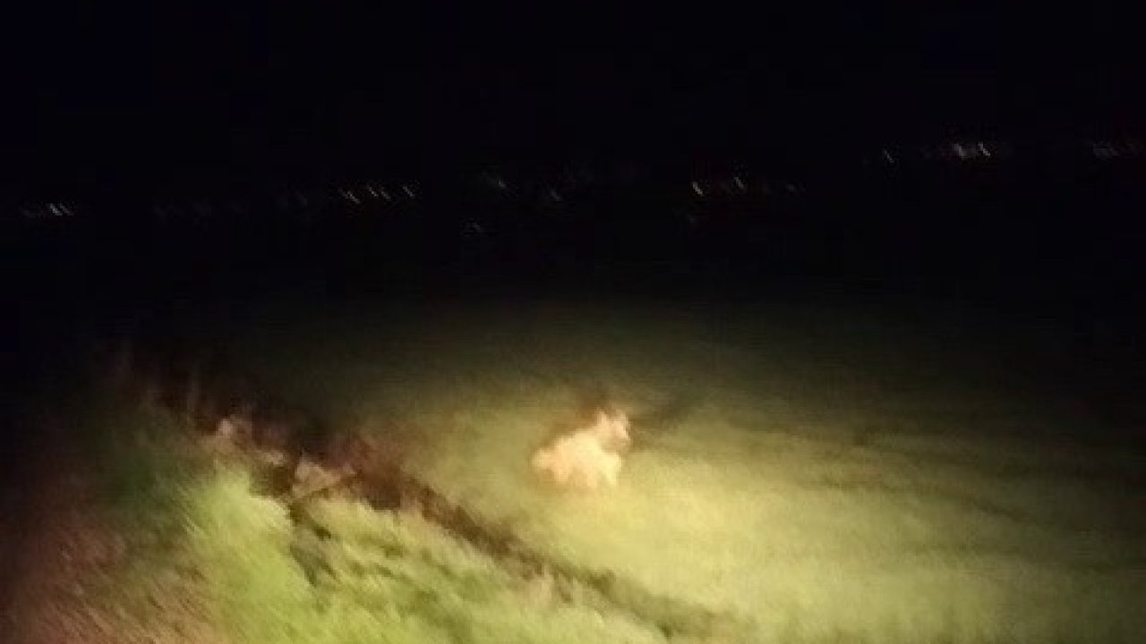 Adıyaman’da çizgili sırtlan görüldü