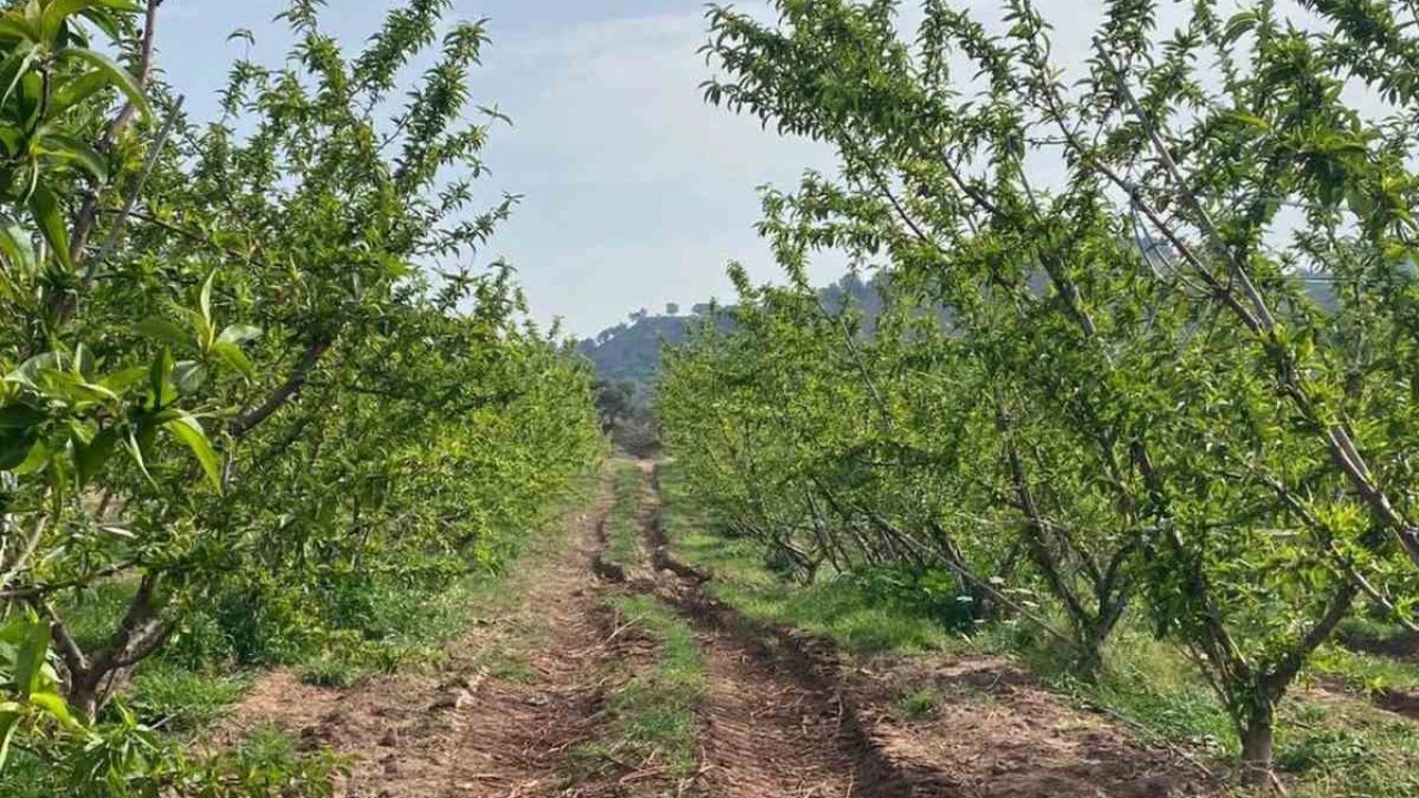 Ağaçlar çiçek açtı, bahçelerde meyve tutumu takibi yapıldı
