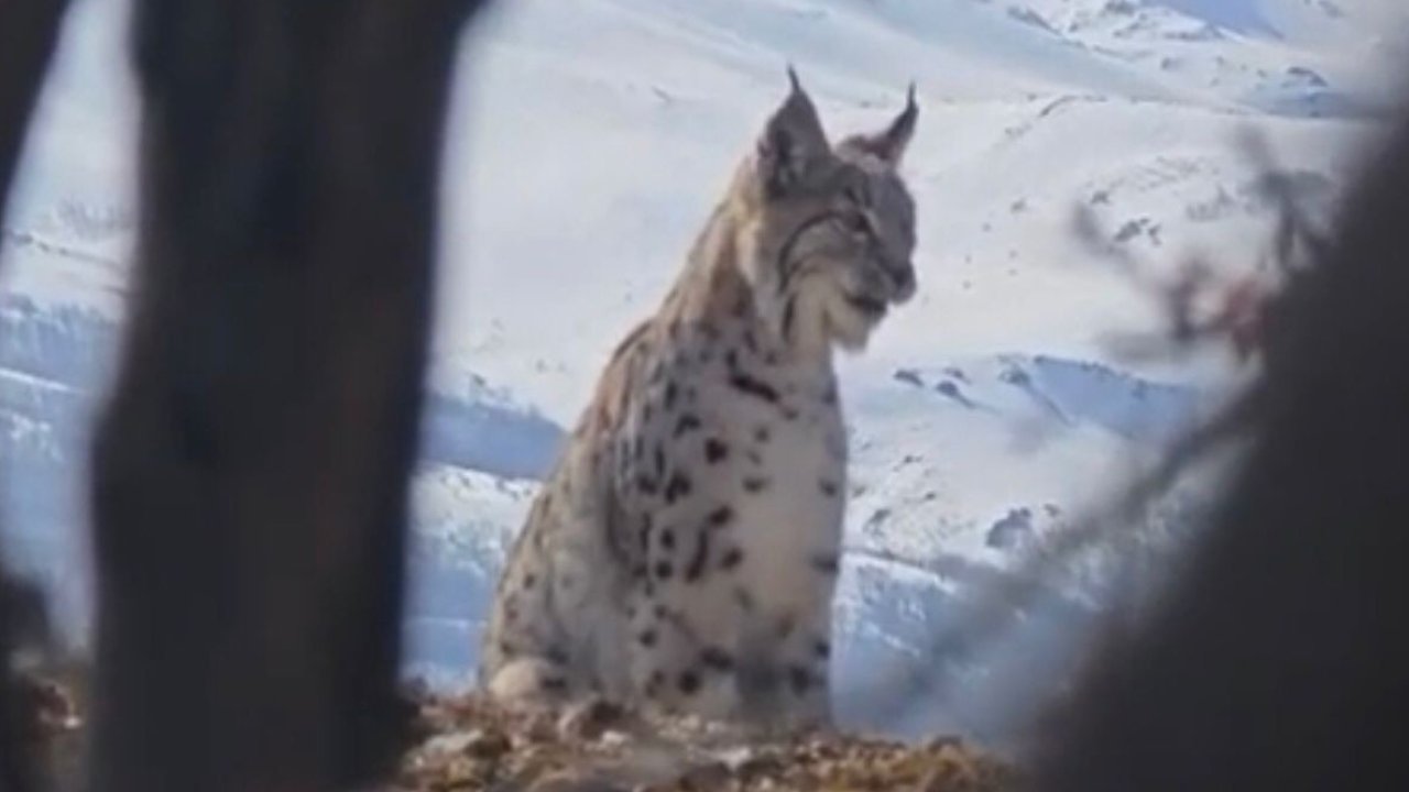 Akdağ’ın eteklerinde vaşak, kurt ve dağ keçisi peş peşe görüldü