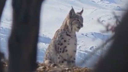 Akdağ’ın eteklerinde vaşak, kurt ve dağ keçisi peş peşe görüldü