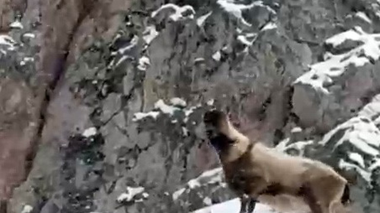 Aladağlar’da yaban hayatı görüntülendi