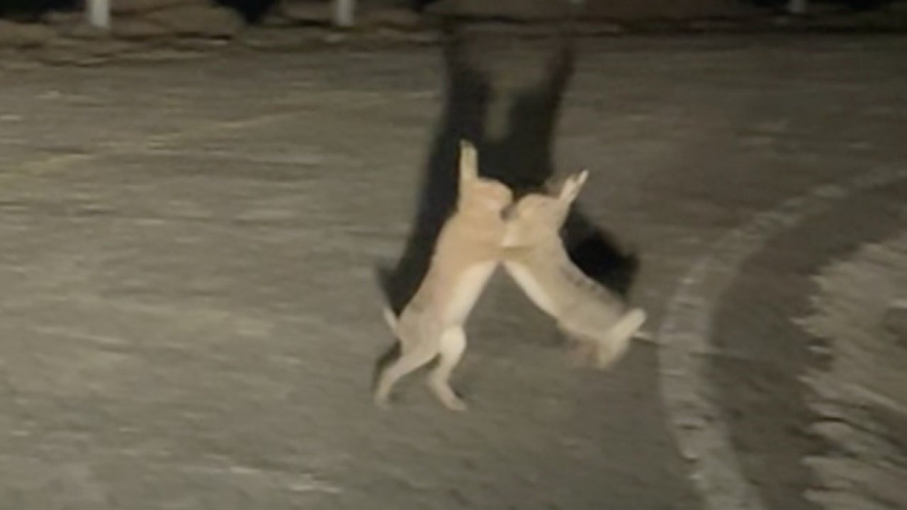 Anlaşamayan tavşanlar birbirine girdi