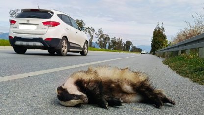 Aracın çarptığı porsuk telef oldu