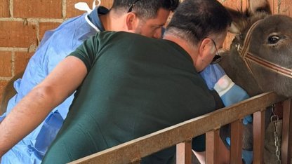 Aydın’da at ve eşeklerden numune alınıyor