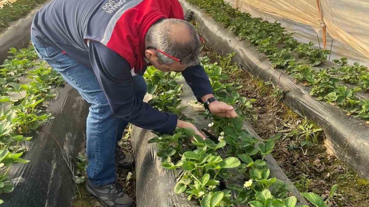 Aydın’da hasat öncesi çilek bahçeleri kontrol edildi