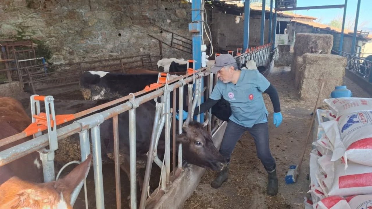 Aydın’da şap ve hastalıklara karşı aşılama çalışmaları sürüyor