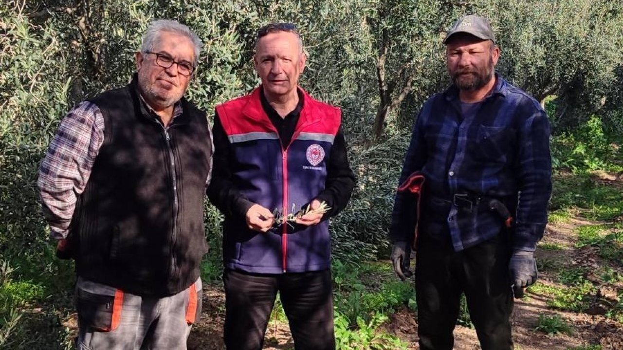 Aydın’da zeytin bahçeleri kontrol edildi