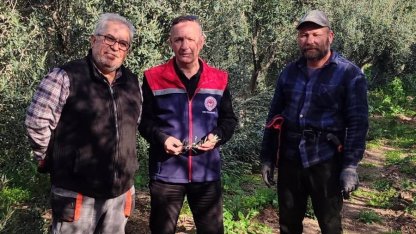 Aydın’da zeytin bahçeleri kontrol edildi