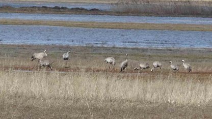Baharın ilk habercilerinden turnalar kendini gösterdi