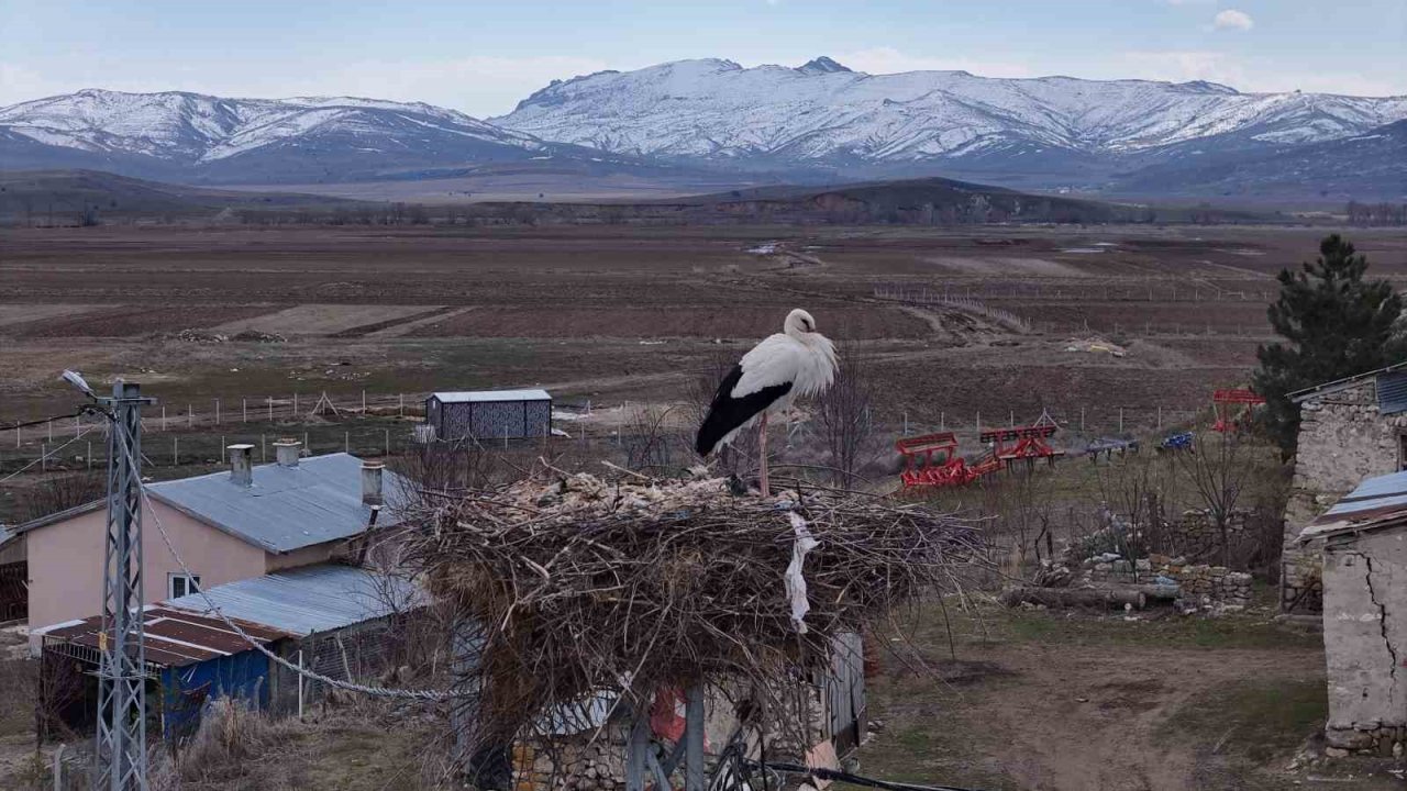 Baharın müjdecileri, asırlardır mesken tuttukları köye döndü