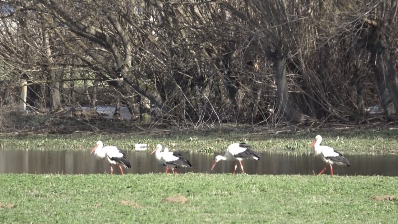 Baharın müjdecisi leylekler görsel şölen oluşturdu