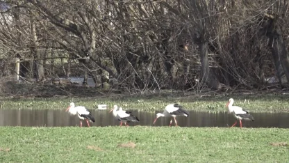 Baharın müjdecisi leylekler görsel şölen oluşturdu