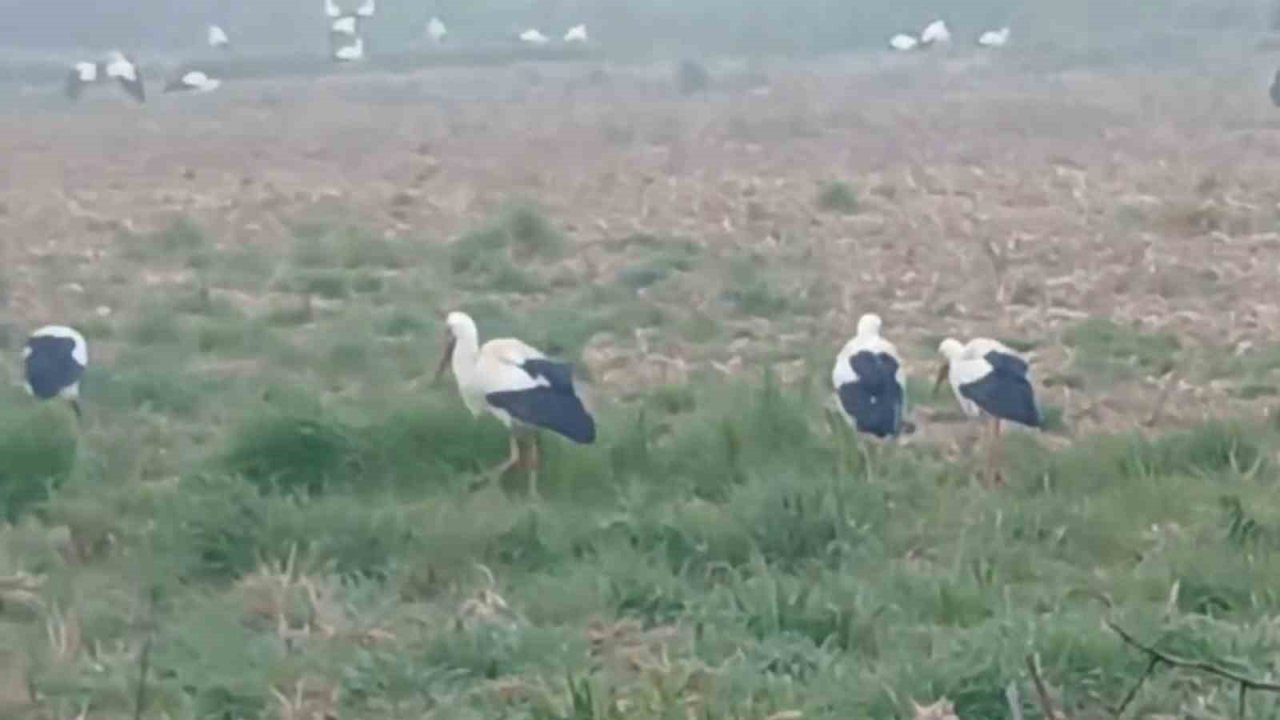 Baharın müjdecisi leylekler: Yüzlercesi aynı anda konakladı