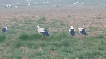 Baharın müjdecisi  leylekler: Yüzlercesi aynı anda konakladı