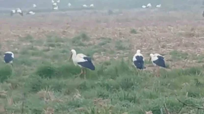 Baharın müjdecisi  leylekler: Yüzlercesi aynı anda konakladı