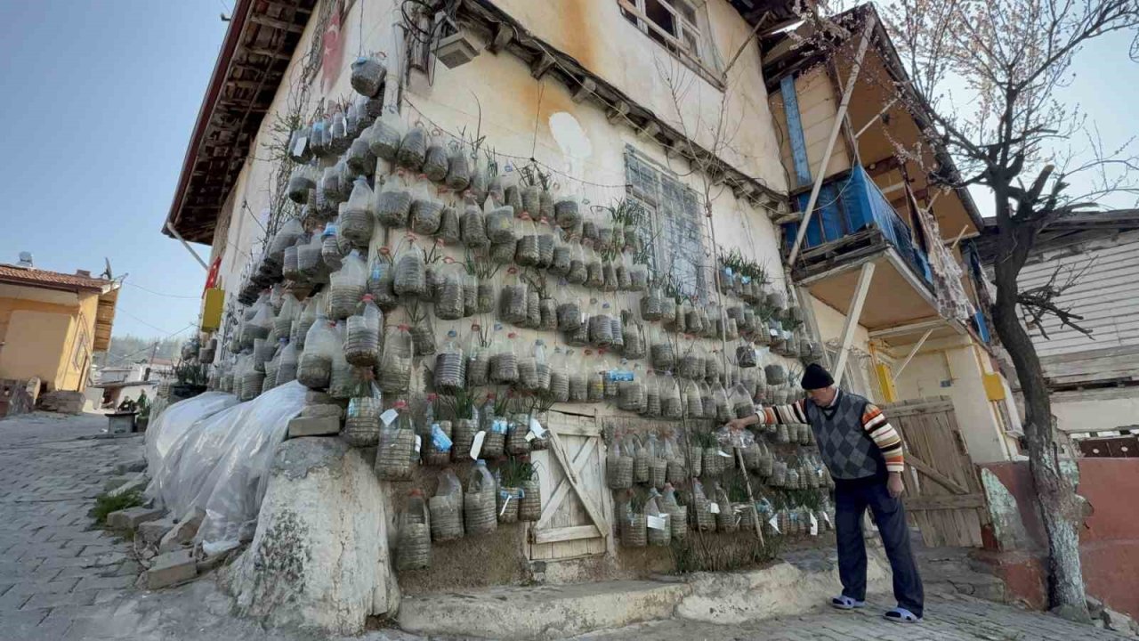 Bahçede yetiştiremeyince çözümü evinin duvarında buldu