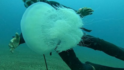 Balıkçıların kabusu oldular : Attıkları ağlara yüzlerce dev denizanası takıldı