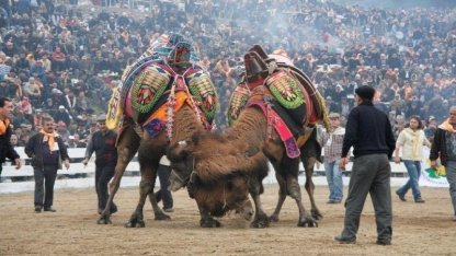 Balıkesir’de deve güreşlerinin önü açıldı
