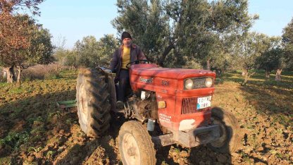 Balıkesir’de zeytinliklerde sürüm başladı