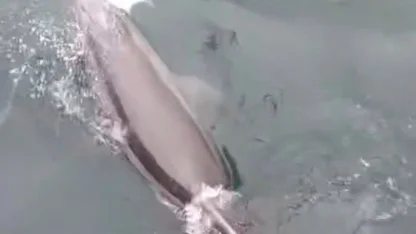 Bandırma Limanı’nda yunus avlanırken görüntülendi