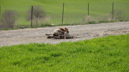 Baraj içerisine ve ulu orta atılan büyükbaş hayvan leşleri pes dedirtti