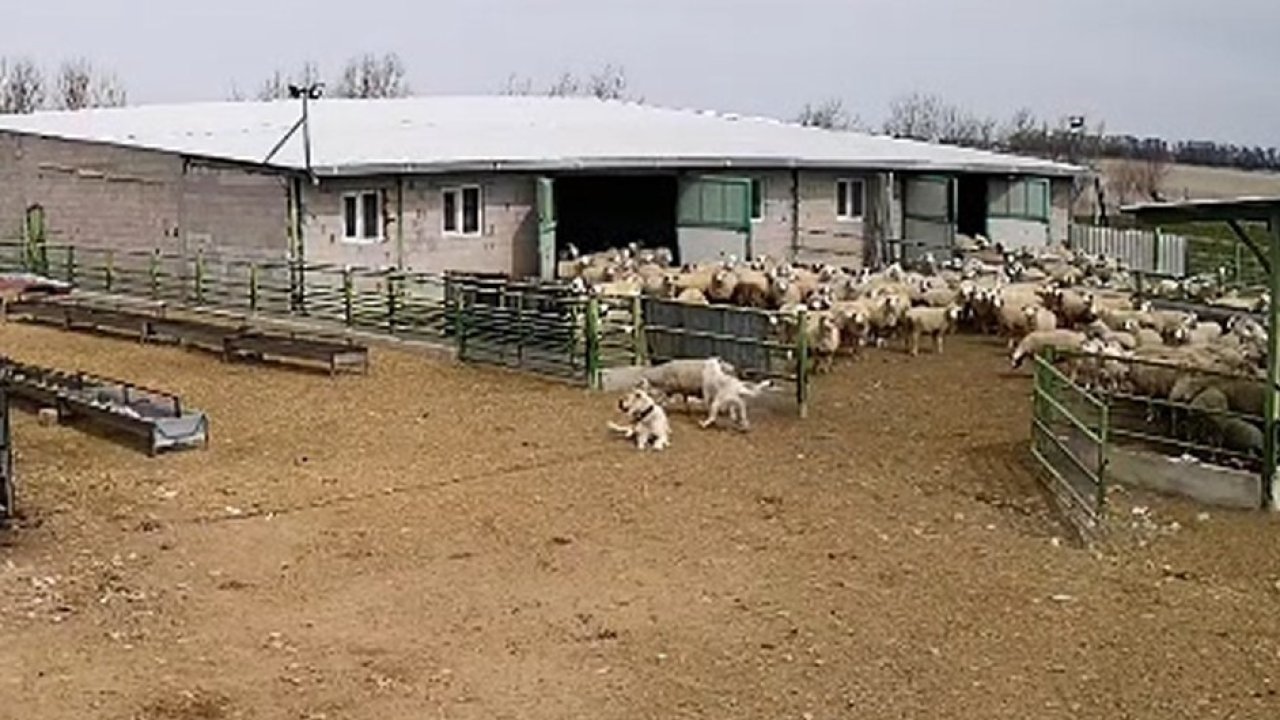 Başıboş köpek çiftliğe girip koyunları kovaladı, çiftliğin köpeği olanları izledi