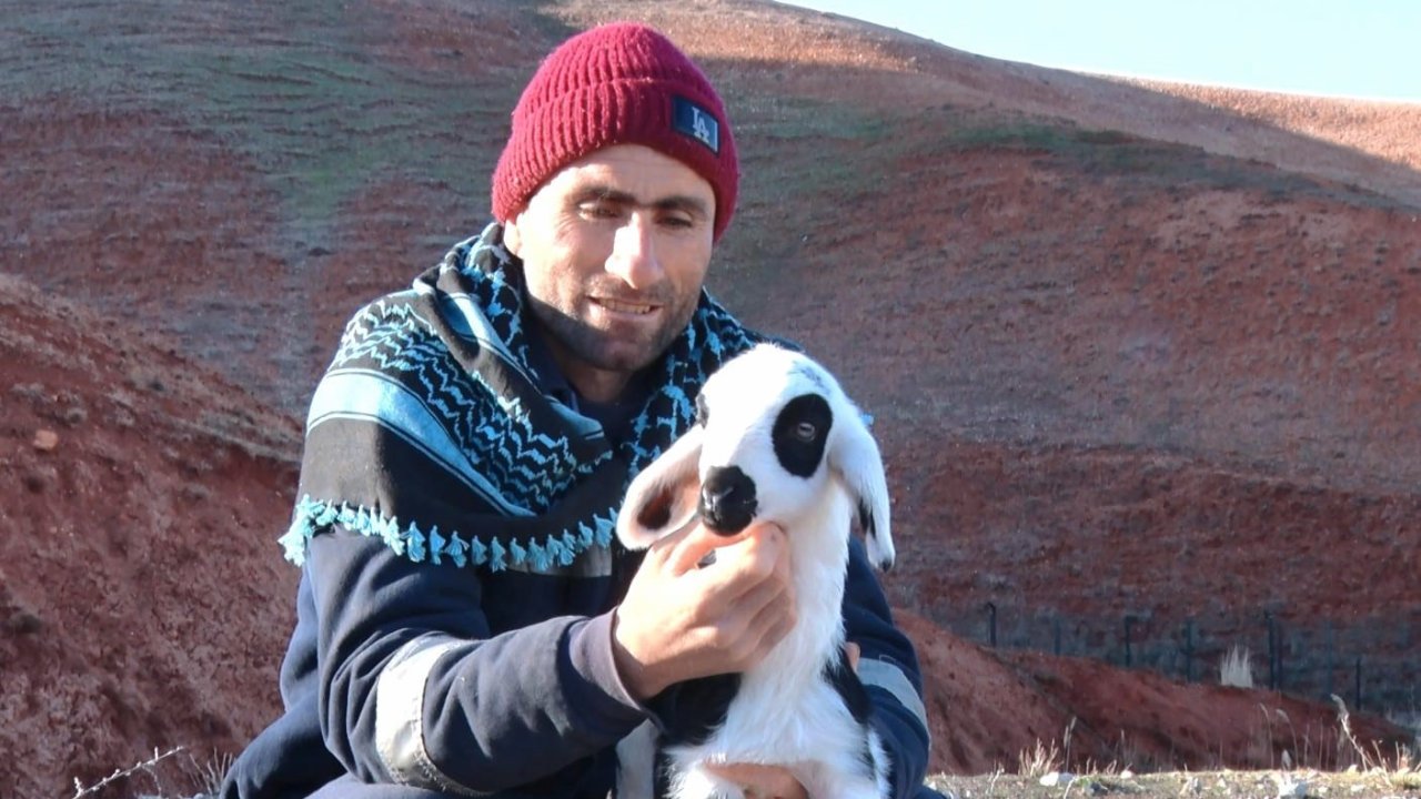 Başkent’te kuzuların anneleriyle buluşma anı dronla görüntülendi