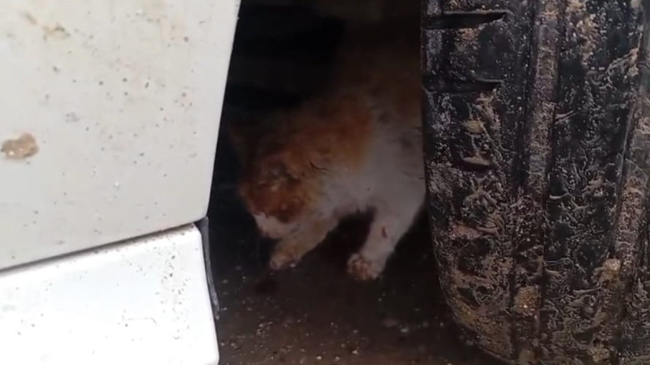 Batman’da aracın motoruna sıkışan kedi kurtarıldı