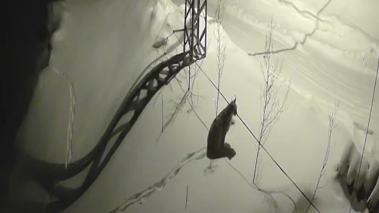 Bayburt’ta köye inen vaşak güvenlik kamerasında: Yol kenarında durup çevreyi izledi