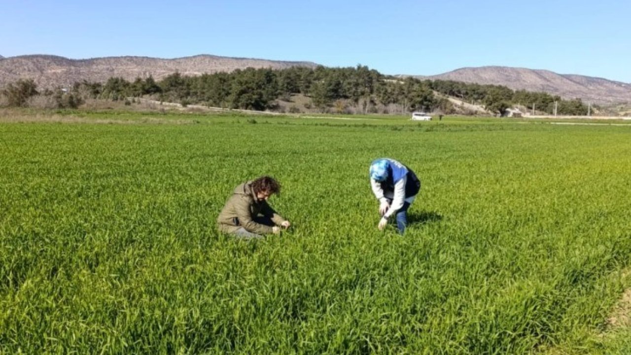 Bilecik’te buğday ekili alanlar denetlendi