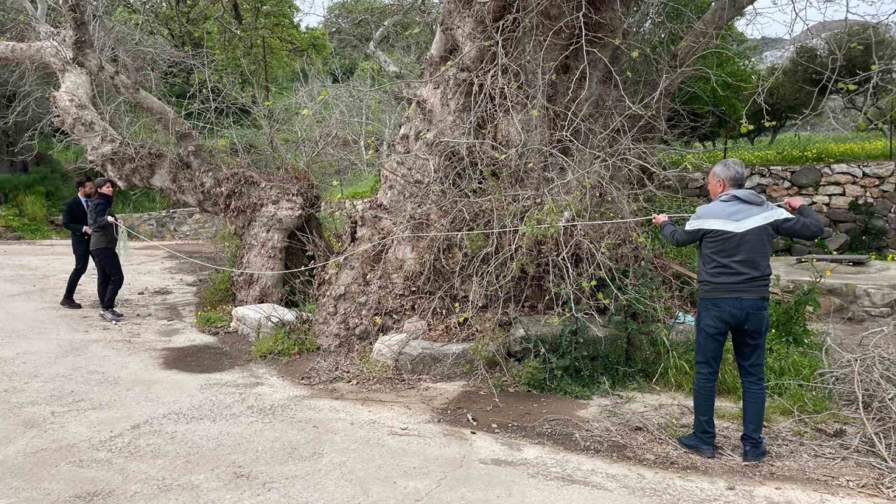 Bodrum’da 2 bin yıllık dev çınar keşfedildi