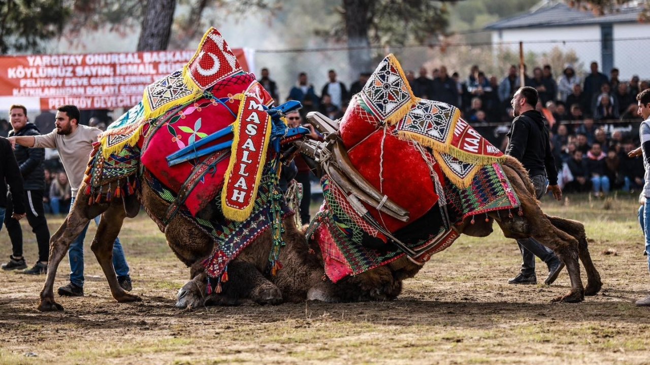 Burhaniye’ de Pazar günü deve güreşi yapılacak