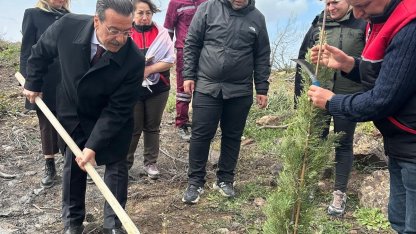 Burhaniye’de 315 fıstıkçamı fidanı toprakla buluşturuldu