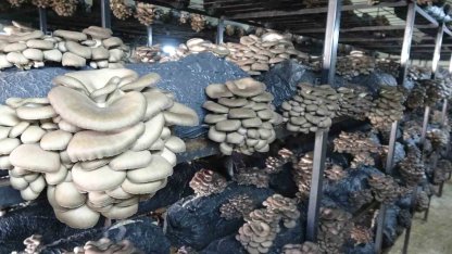 Çarşamba’da istiridye mantarı üretimi artıyor